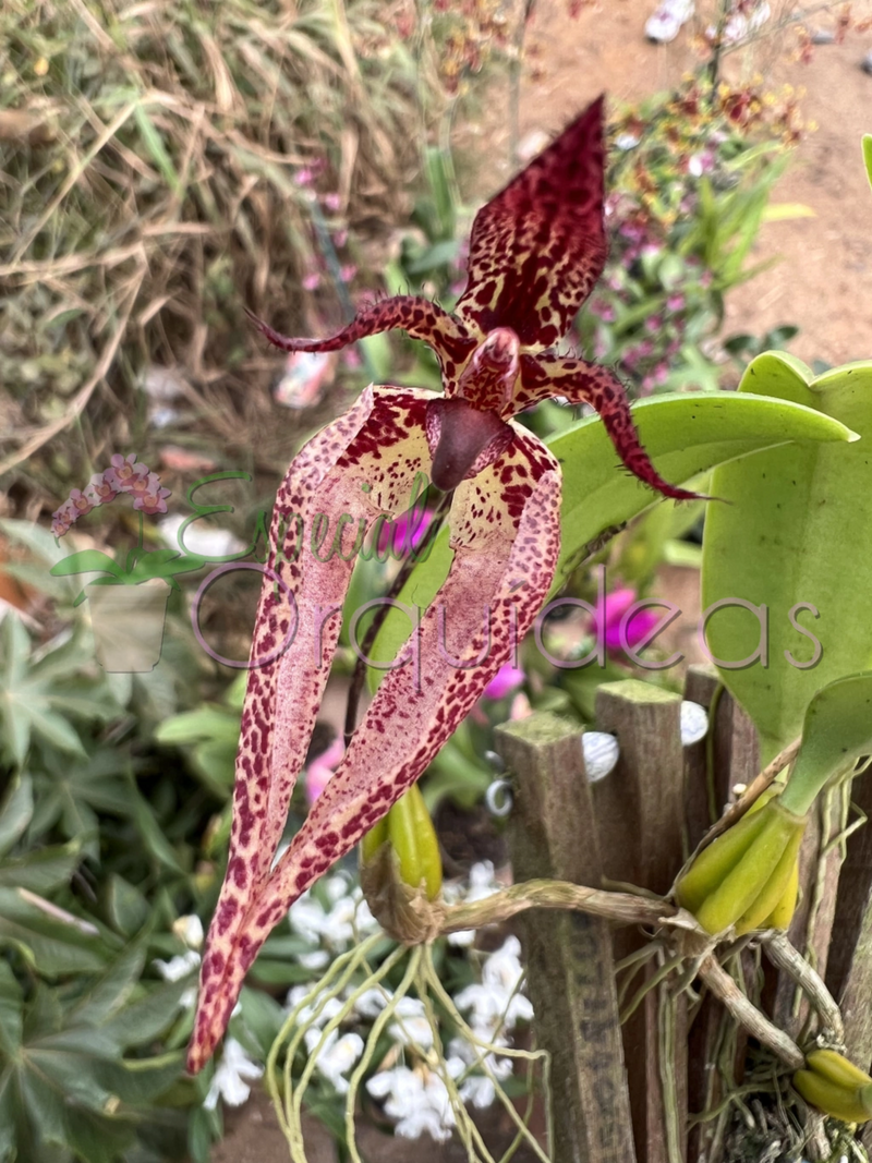 BULBOPHYLLUM LASIOCHILUM