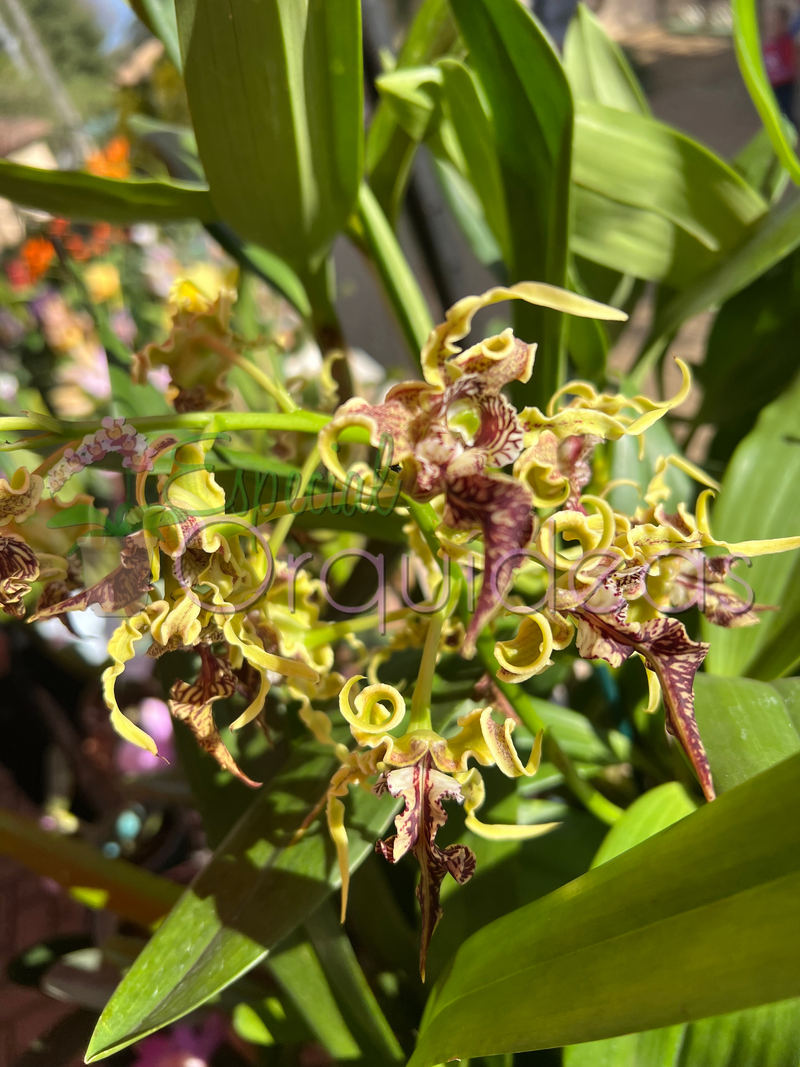 DENDROBIUM SPECTABILE