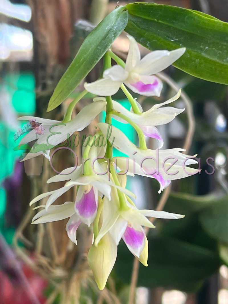 DENDROBIUM AMETISTOGLOSSUM