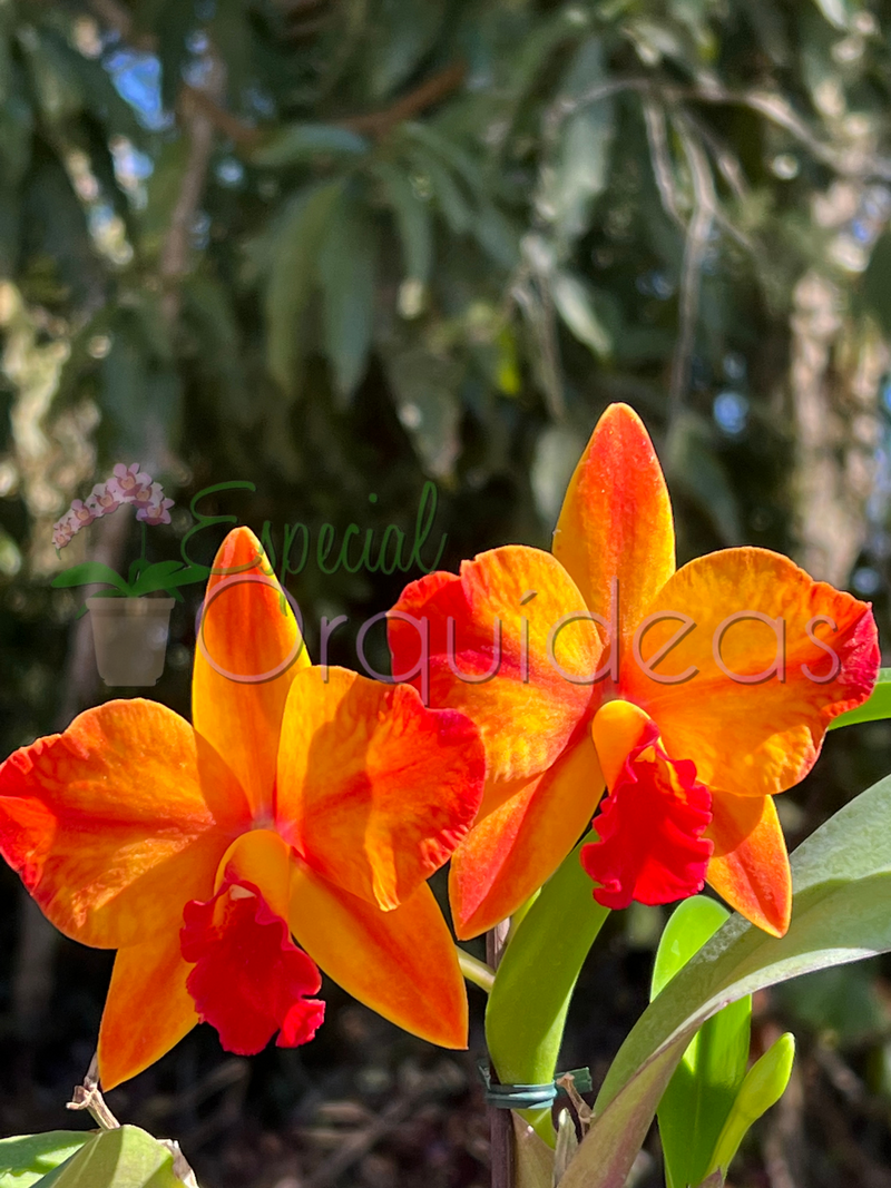 CATTLEYA AYRTON SENNA CACHEPÔ