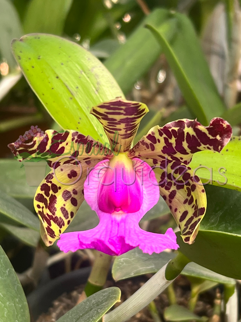 CATTLEYA ACLANDIAE AMARELADA COM LABELO ESCURO