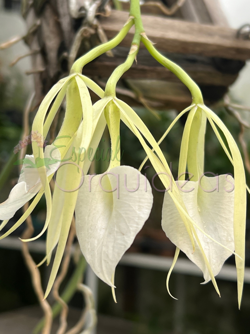 BRASSAVOLA NODOSA CACHEPO