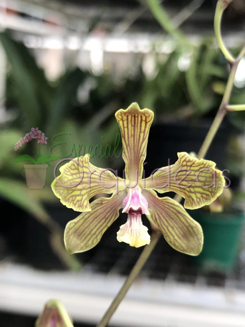 ENCYCLIA FOWLIEI