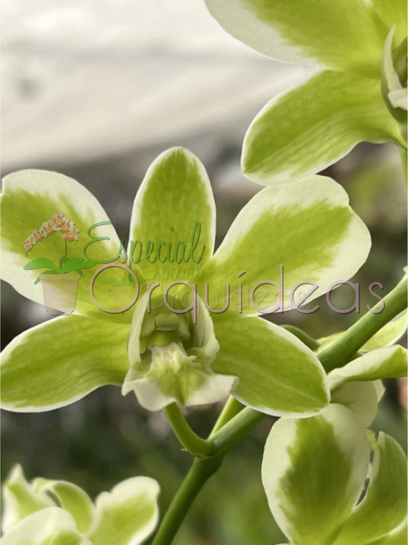 DENPHAL FLOR E VEGETAL VARIEGATA (PRÉ ADULTA)