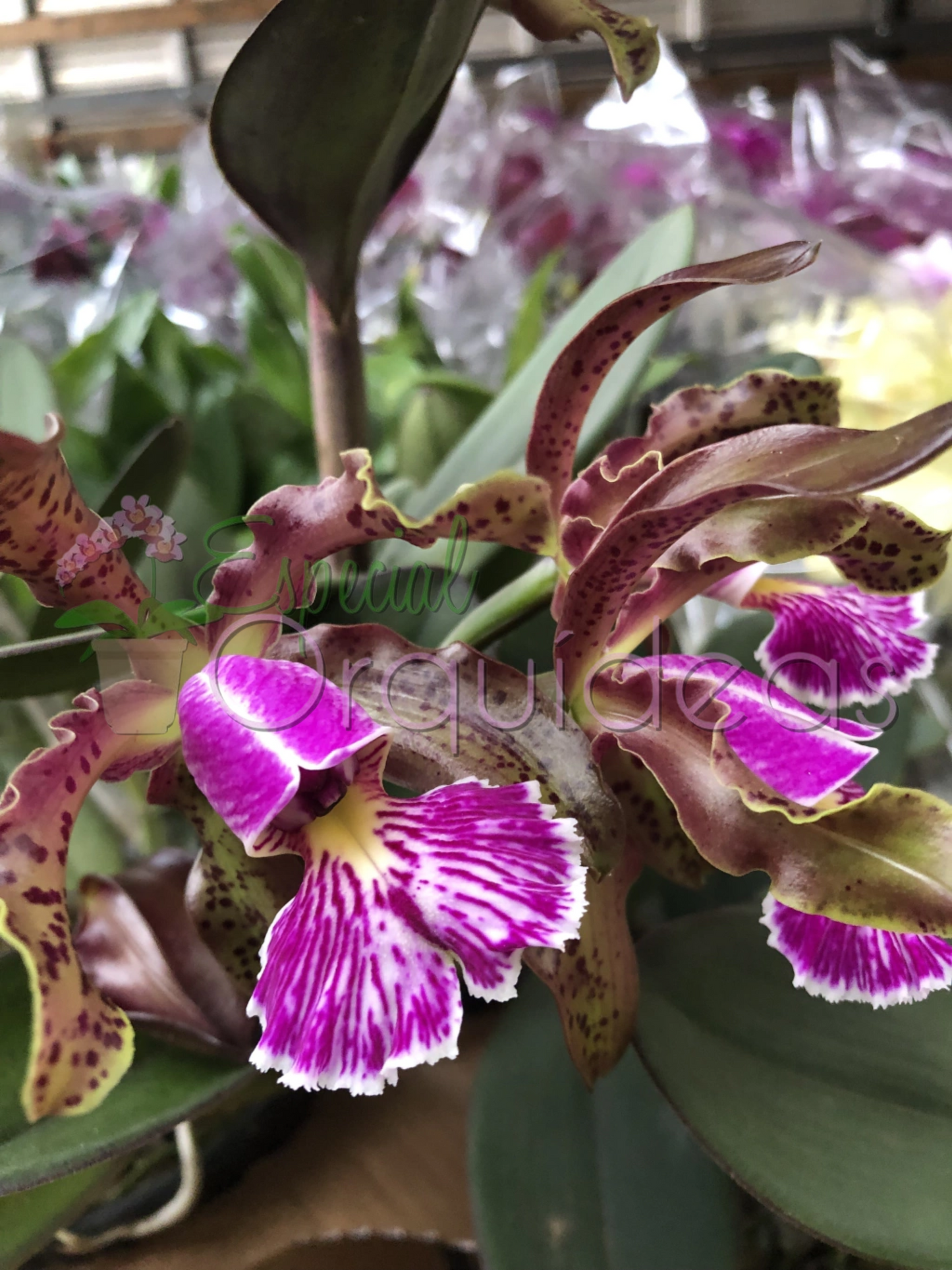 CATTLEYA SCHILLERIANA TIPO