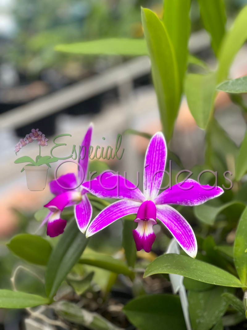 CATTLEYA VIOLACEA FLAMEA