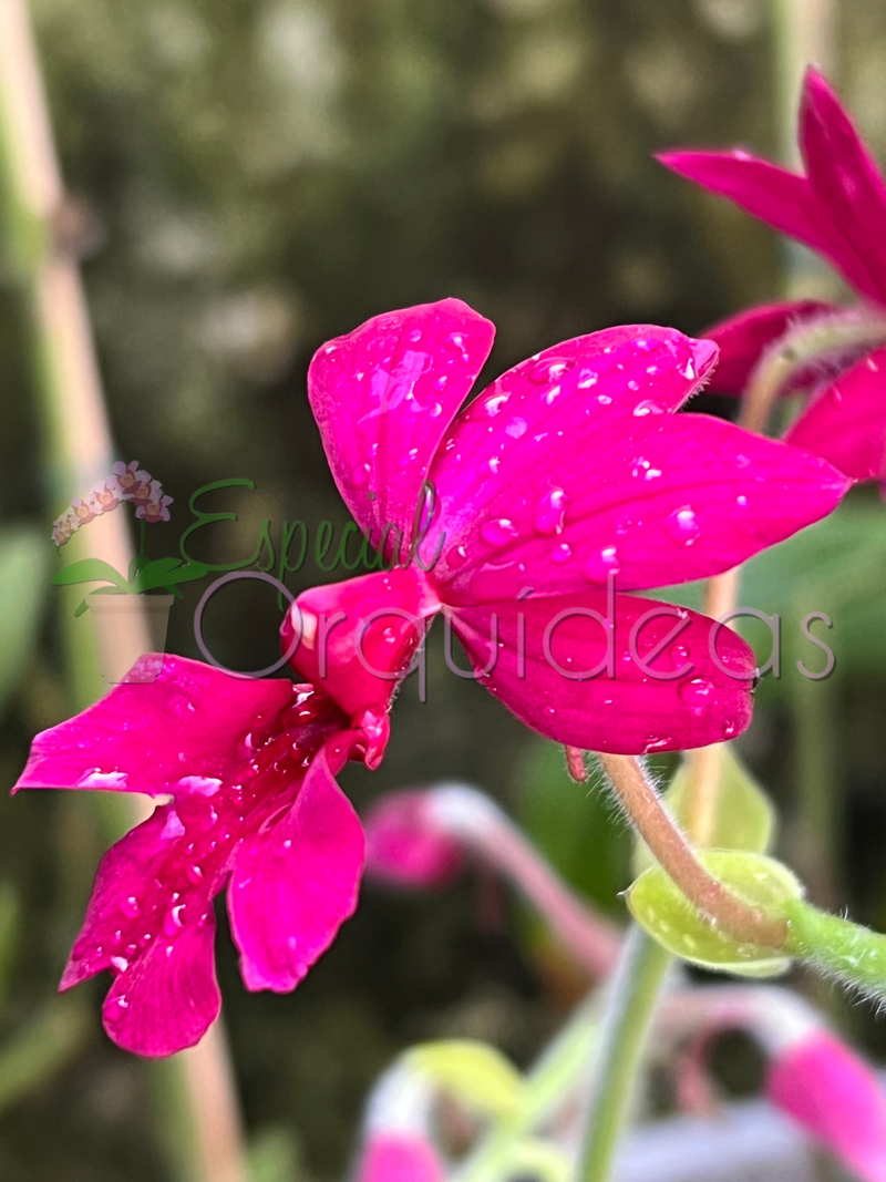 CALANTHE VESTITA RUBENS