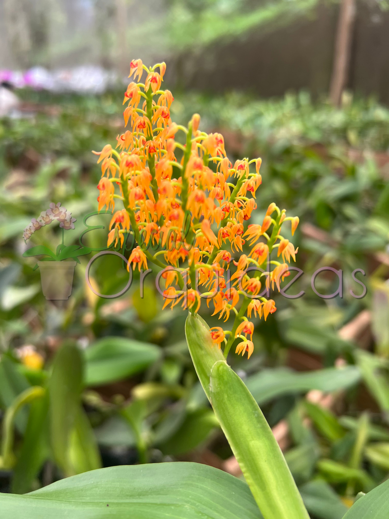 POLYSTACHIA PANICULATA (ADULTA)