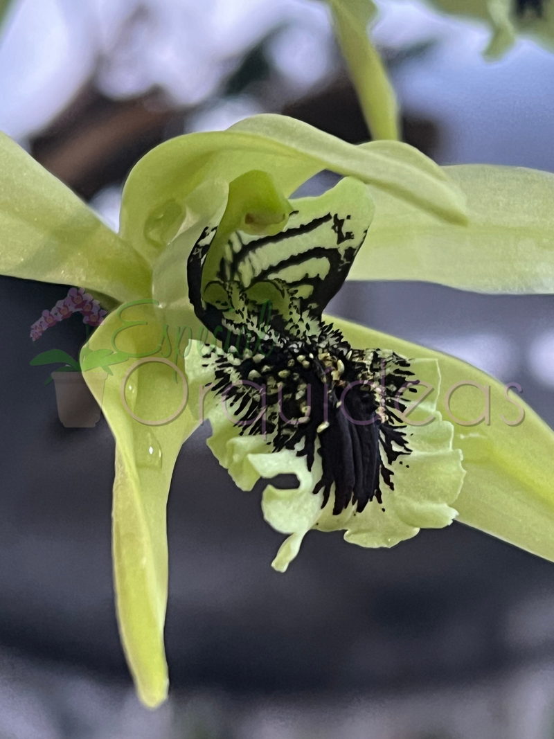 COELOGYNE PANDURATA