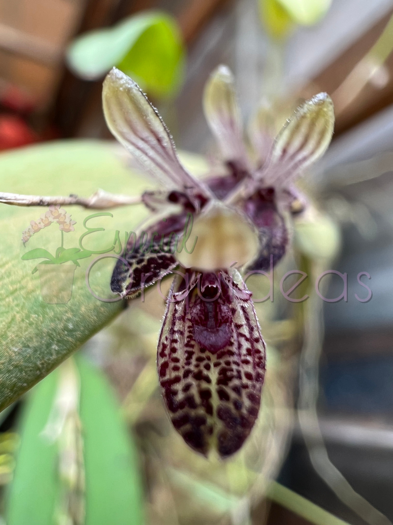 PLEUROTHALLIS TERES (MICRO)