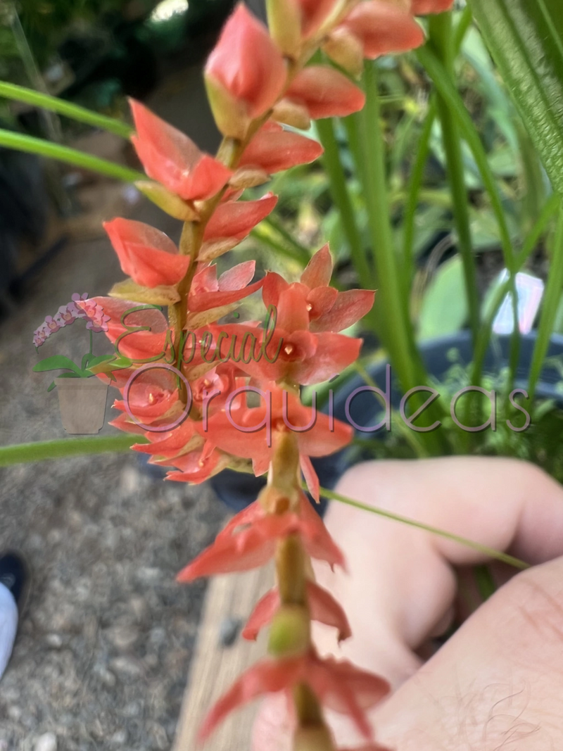 DENDROCHILUM WENZELII