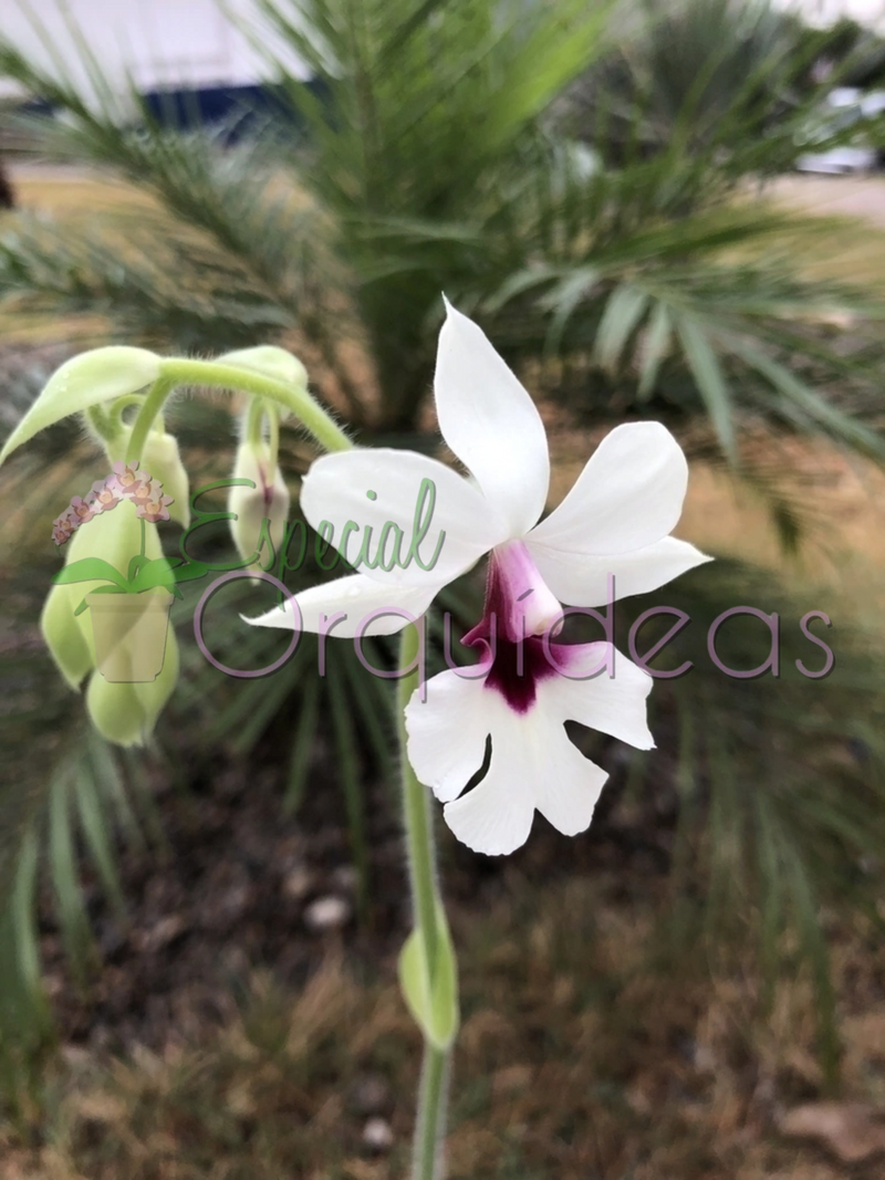 CALANTHE SEMI ALBA