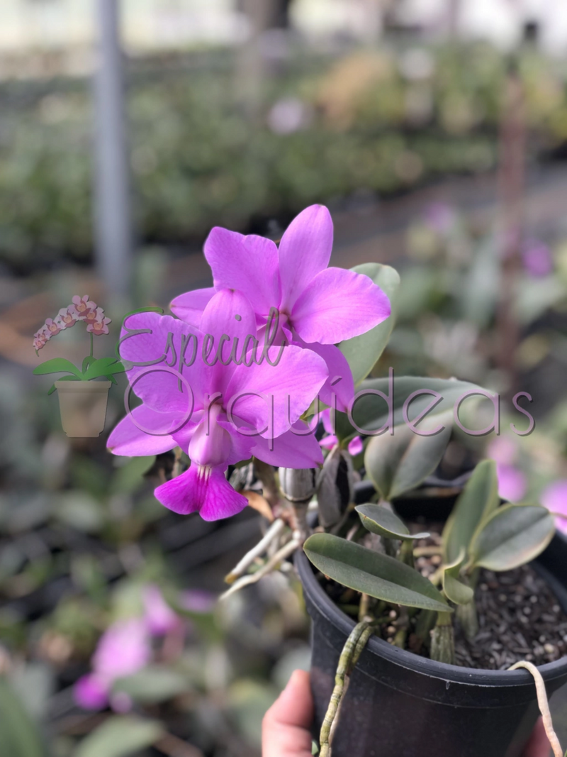 CATTLEYA WALKERIANA TIPO CRUZAMENTOS VARIADOS