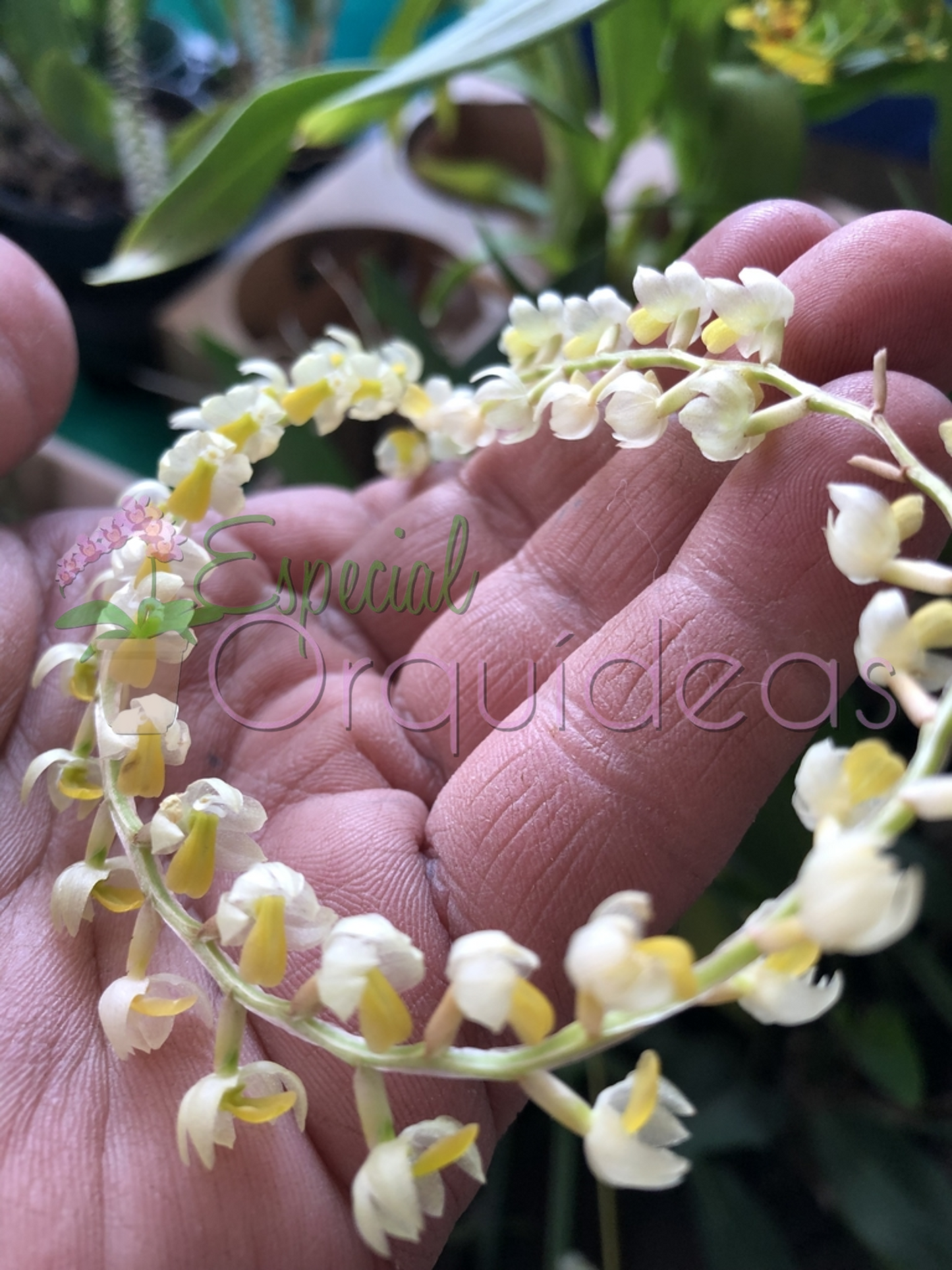 DENDROCHILUM COBBIANUM