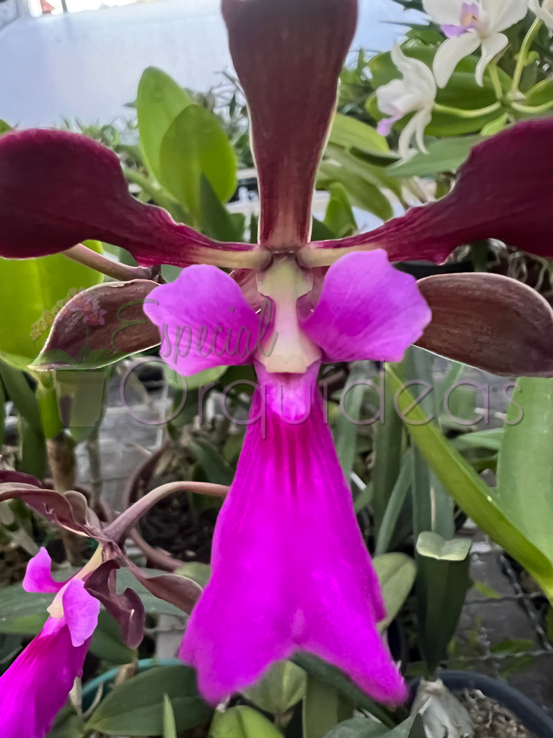 ENCYCLIA ATROPURPUREA X ADENOCAULA