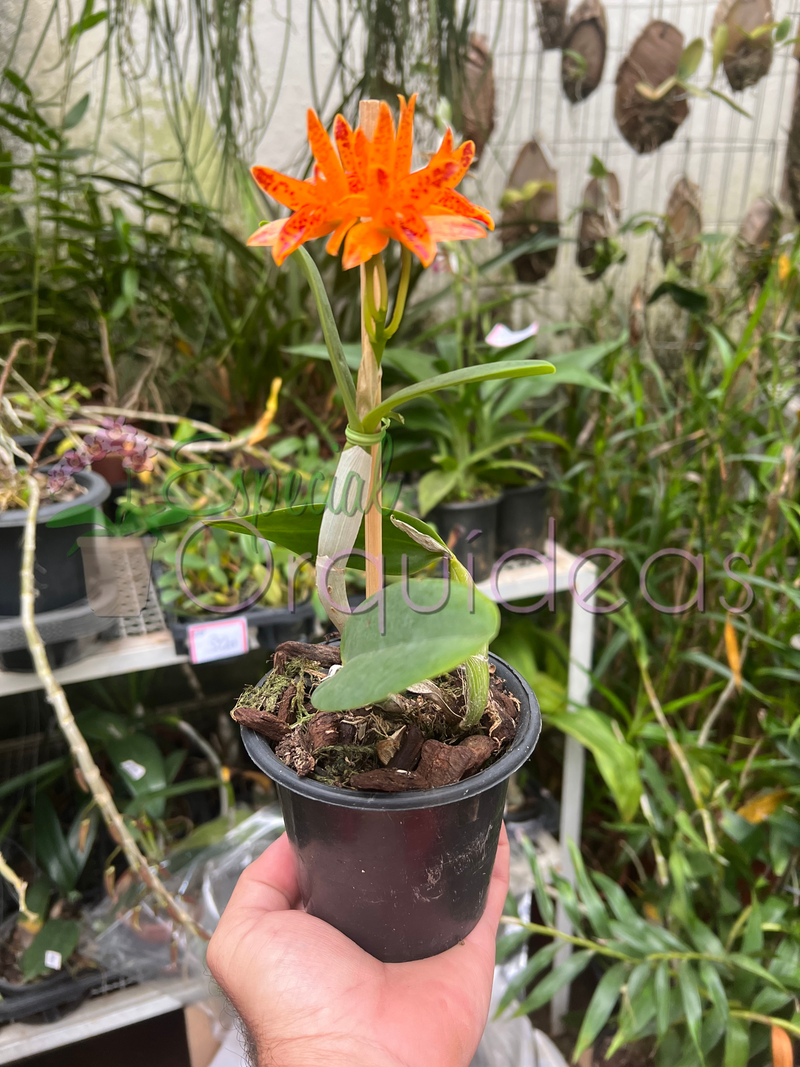 CATTLEYA AURANTIACA MICHIMA SPOTS