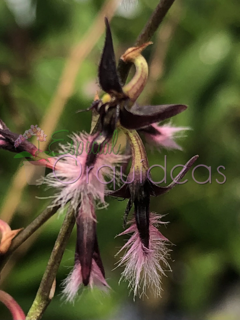 BULBOPHYLLUM MINIATUM