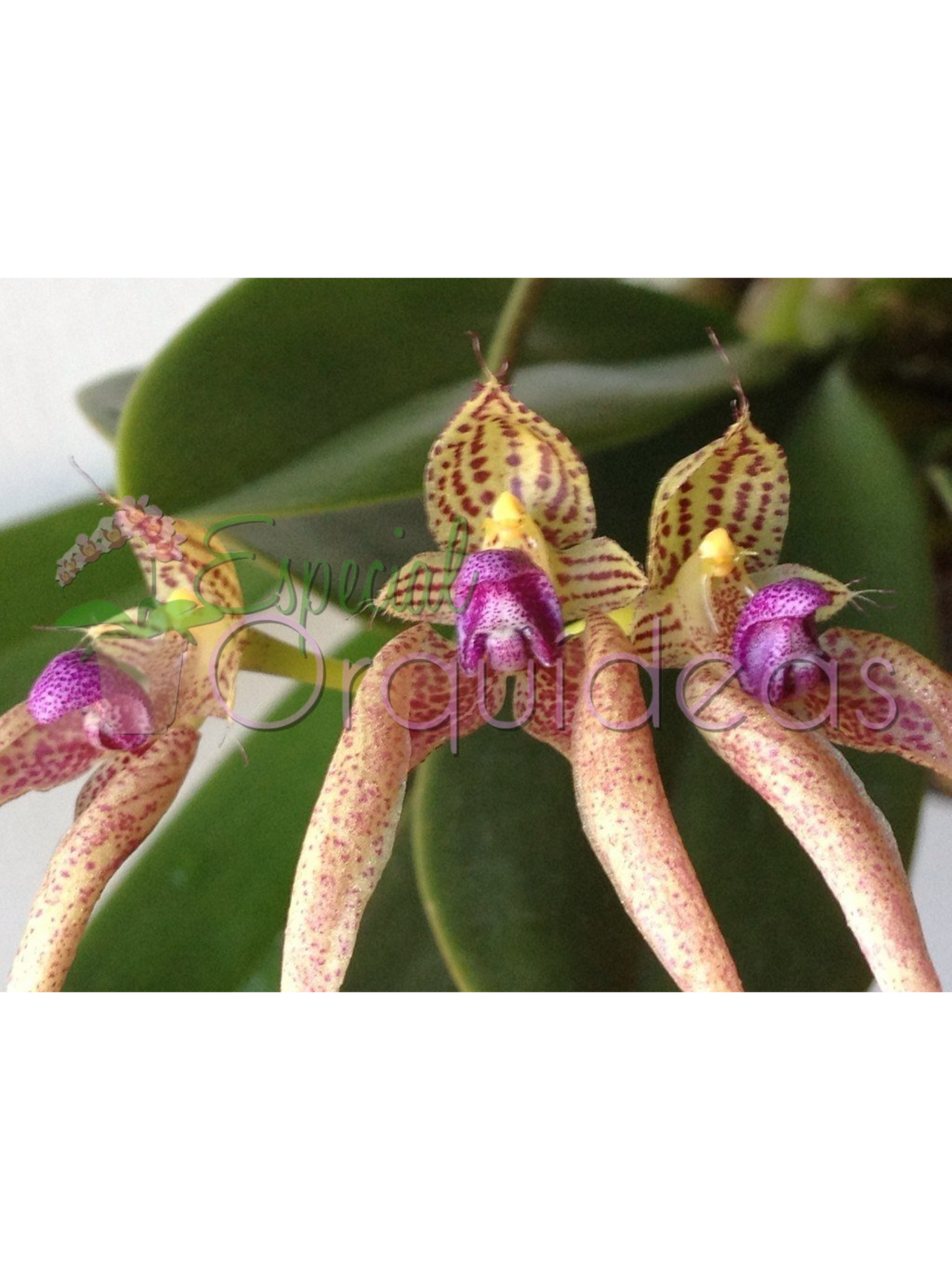 BULBOPHYLLUM KALIMPONG GUTTULATUM