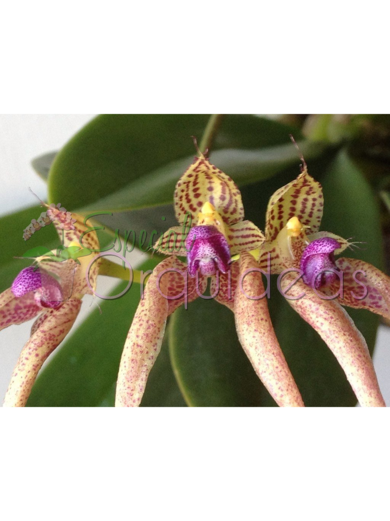 BULBOPHYLLUM KALIMPONG GUTTULATUM