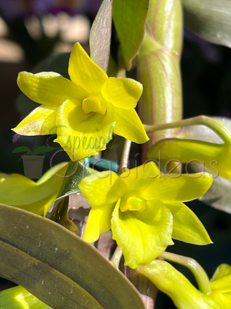 Dendrobium cerinum espécie da thailandia linda flor