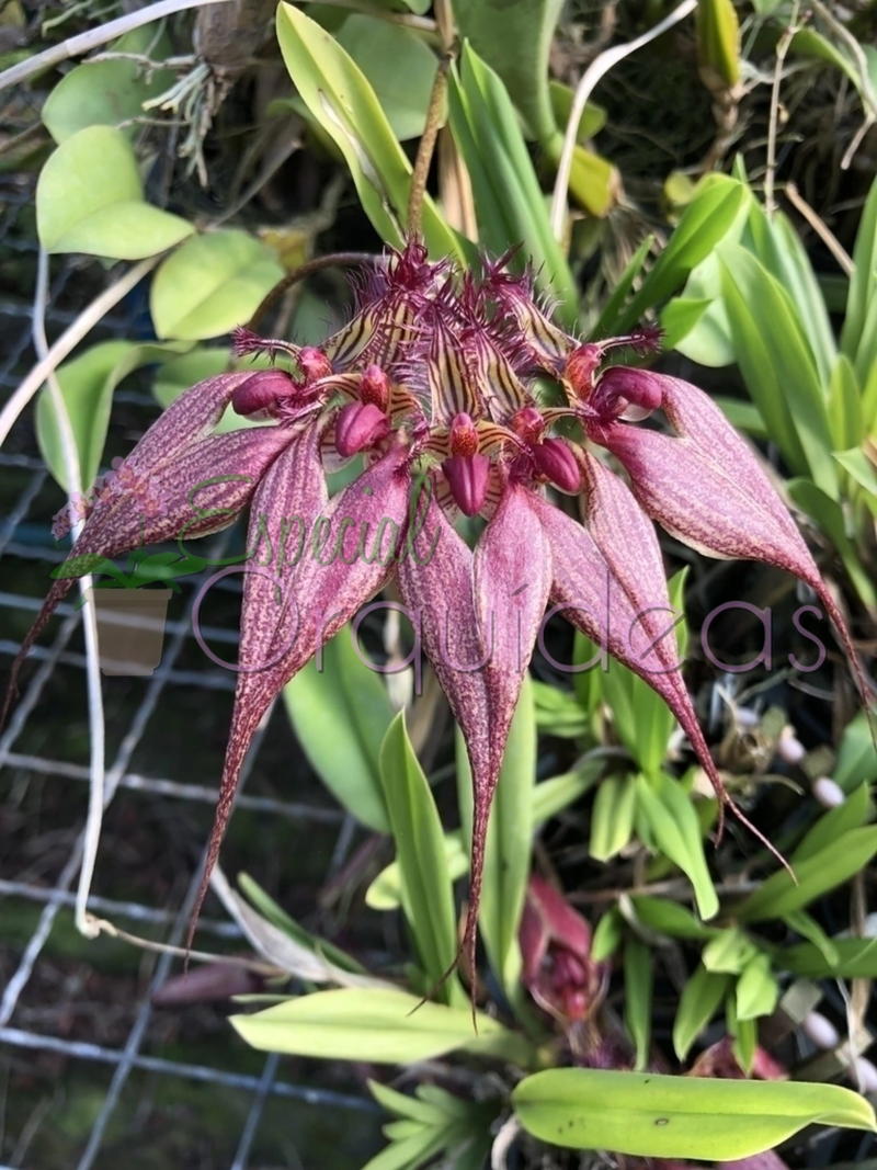 BULBOPHYLLUM ROTHSCHILDIANUM