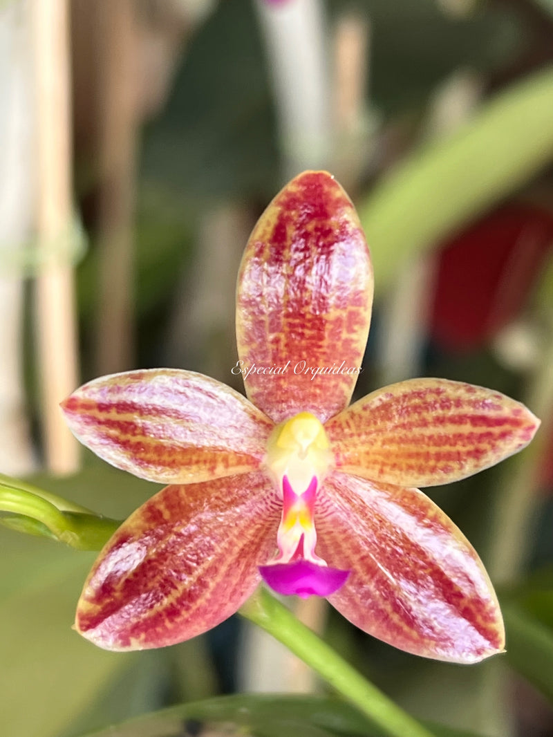 Phalaenopsis cornu-cervi forma chattaladae x javanica