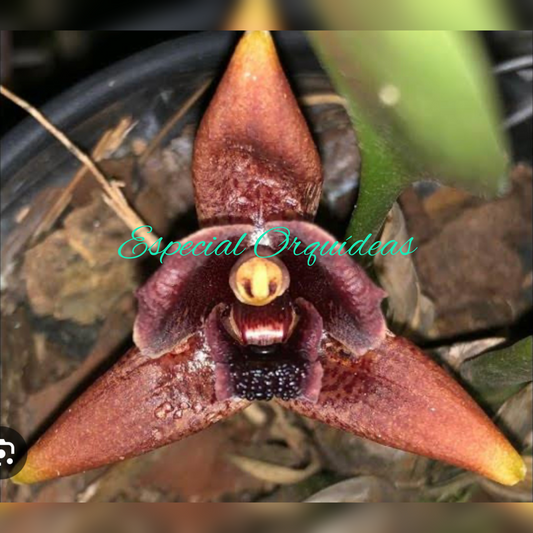 MAXILLARIA DESVAUXIANA