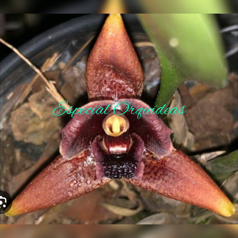 MAXILLARIA DESVAUXIANA