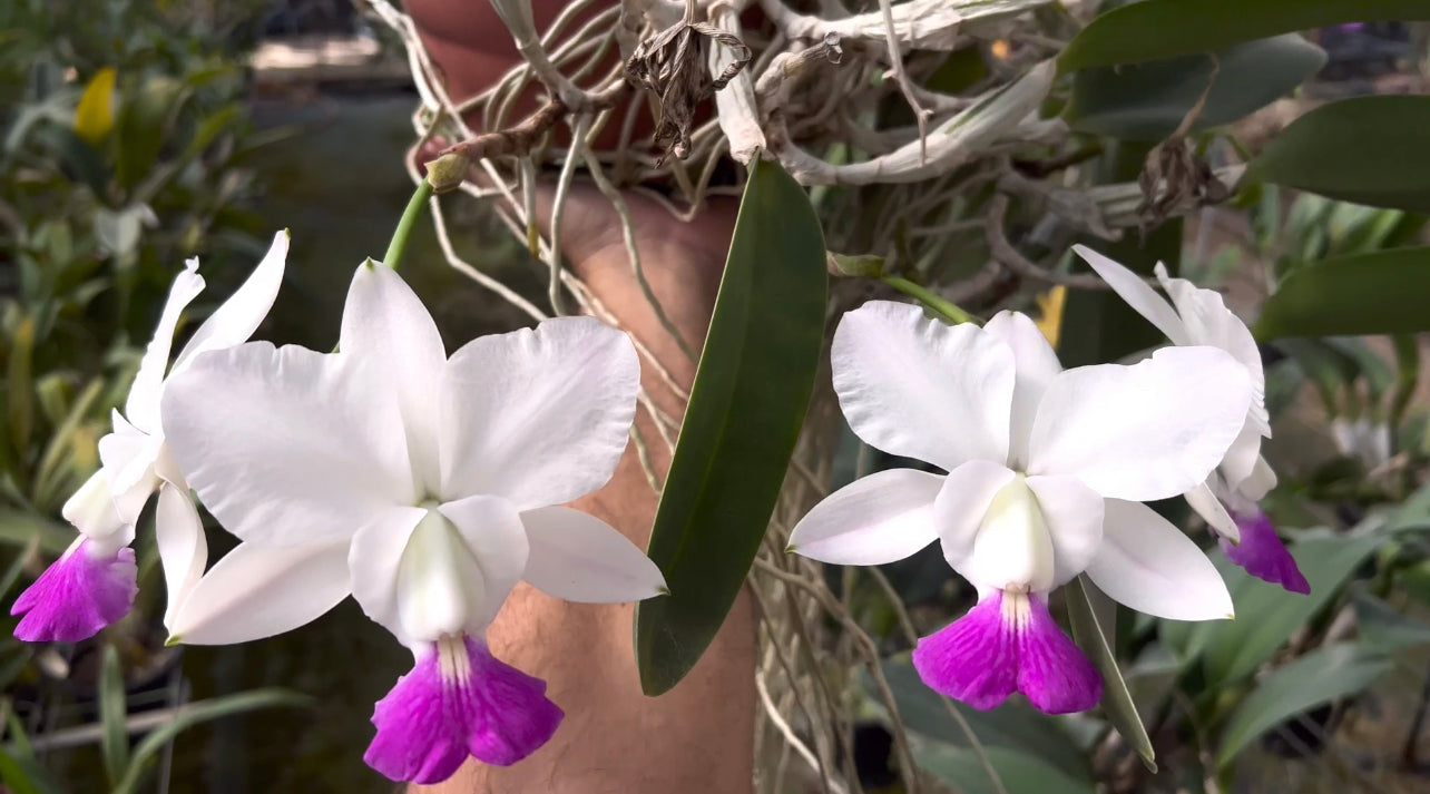 CATTLEYA WALKERIANA RUBILIPI x TOKIO