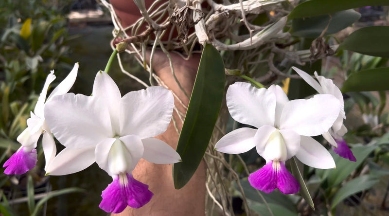 CATTLEYA WALKERIANA RUBILIPI x TOKIO