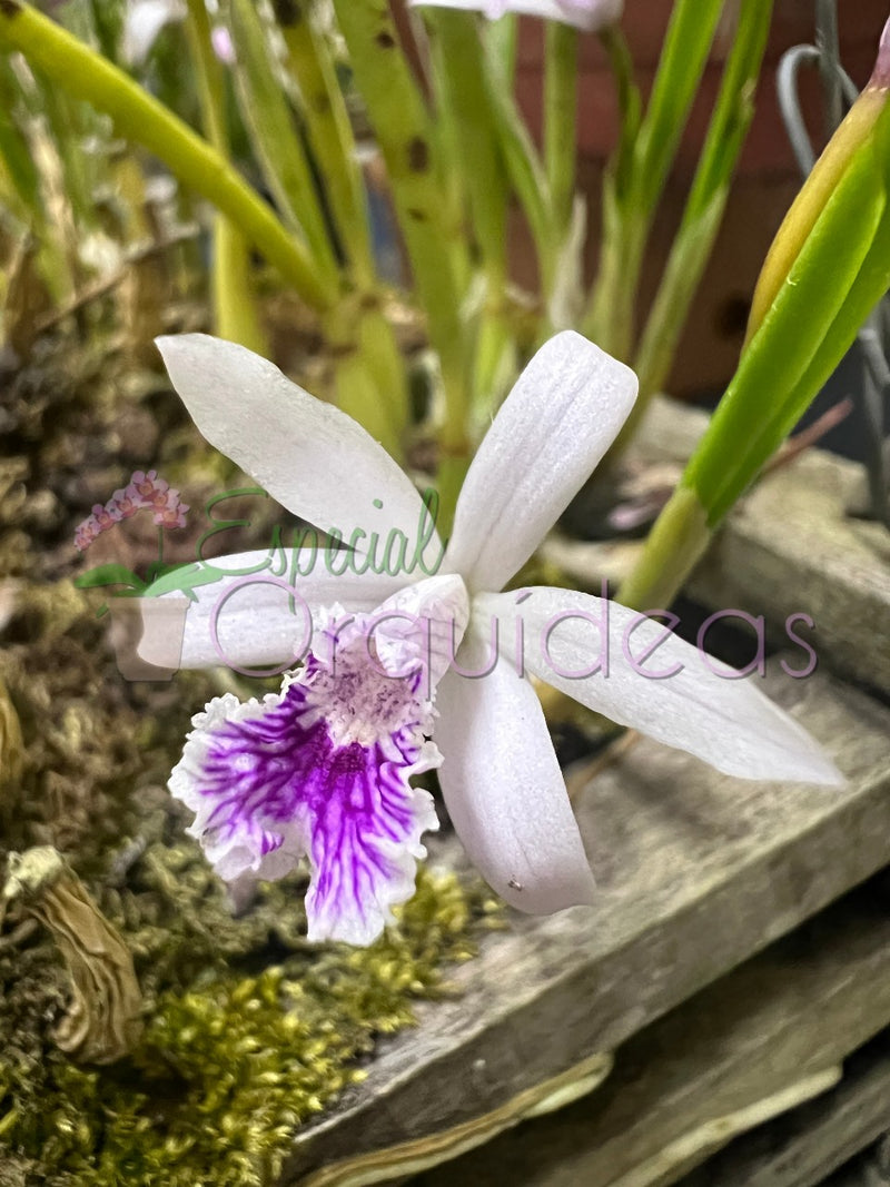 LAELIA LUNDII COERULEA