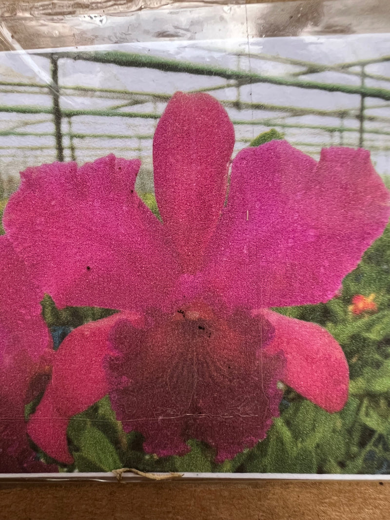 Blc. Nobiles Frisom Fire Ball (Mudinha)