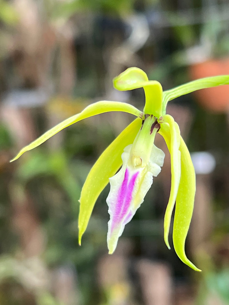 PANARICA IONOCENTRA