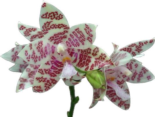 PHALAENOPSIS HIEROGLYPHICA