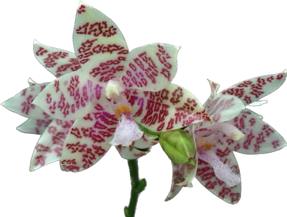 PHALAENOPSIS HIEROGLYPHICA