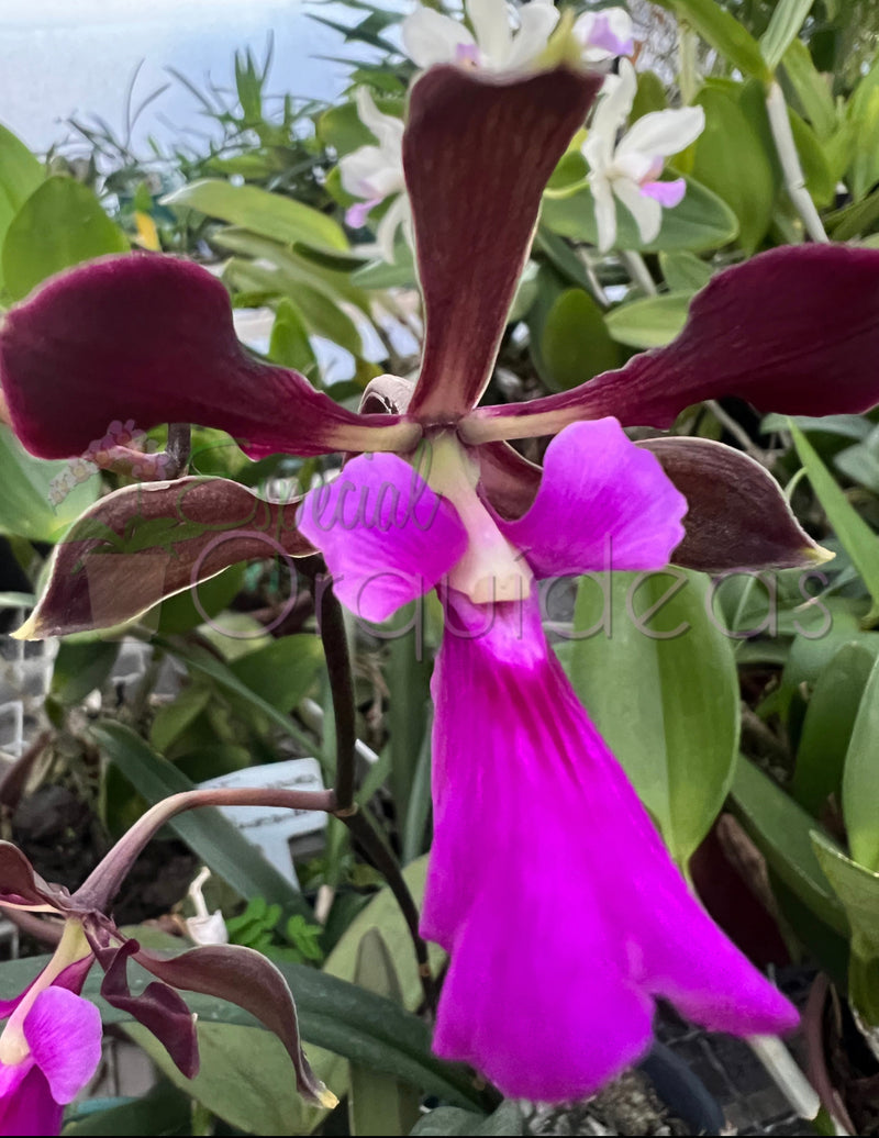 Kit 3 Encyclia adultas Atrupurpurea , Randii tipo , Cordigera