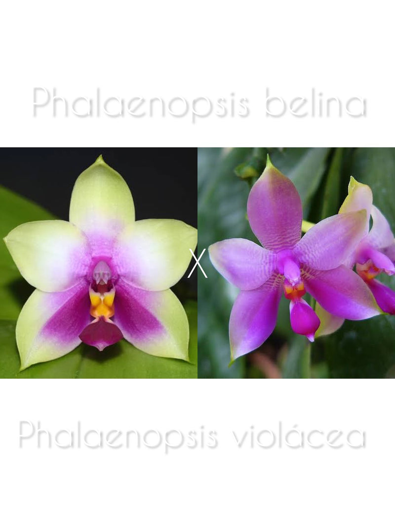 Phalaenopsis belina x Phalaenopsis violácea