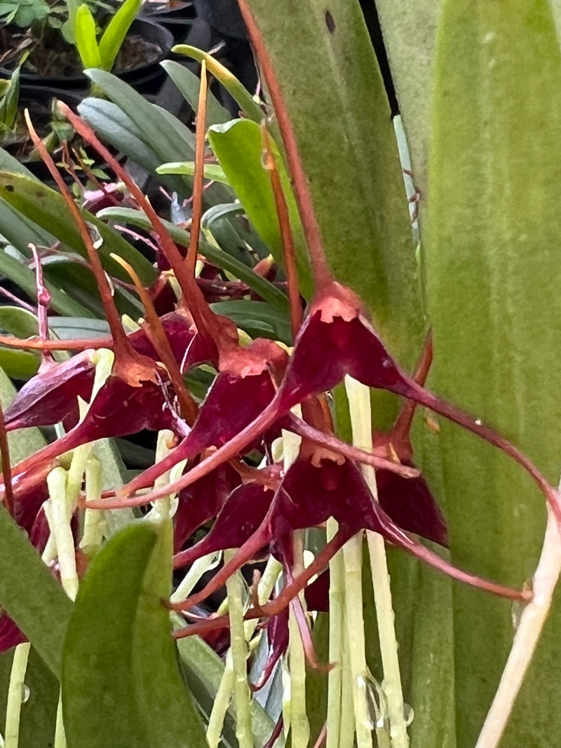 Masdevallia herradurae