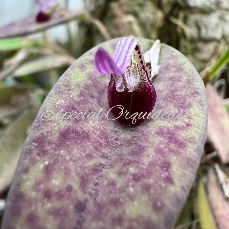 Pleurothalis Fascinante Plantado na Peroba ( Super Touceira )