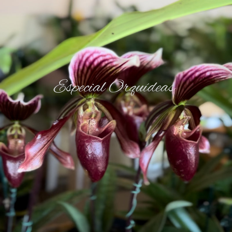 Paphiopedilum adulto na promoção