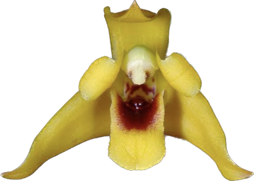 MAXILLARIA VARIABILIS ADULTA