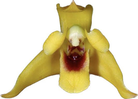 MAXILLARIA VARIABILIS ADULTA
