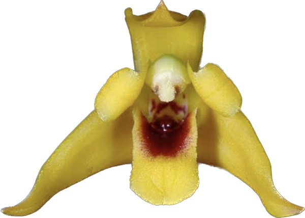 MAXILLARIA VARIABILIS ADULTA