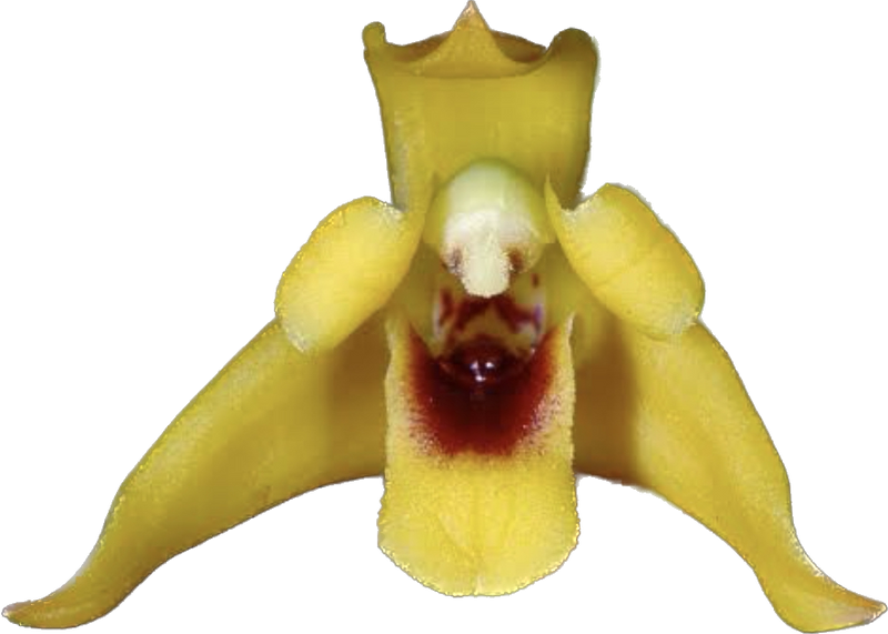 MAXILLARIA VARIABILIS ADULTA