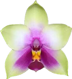 PHALAENOPSIS BELLINA