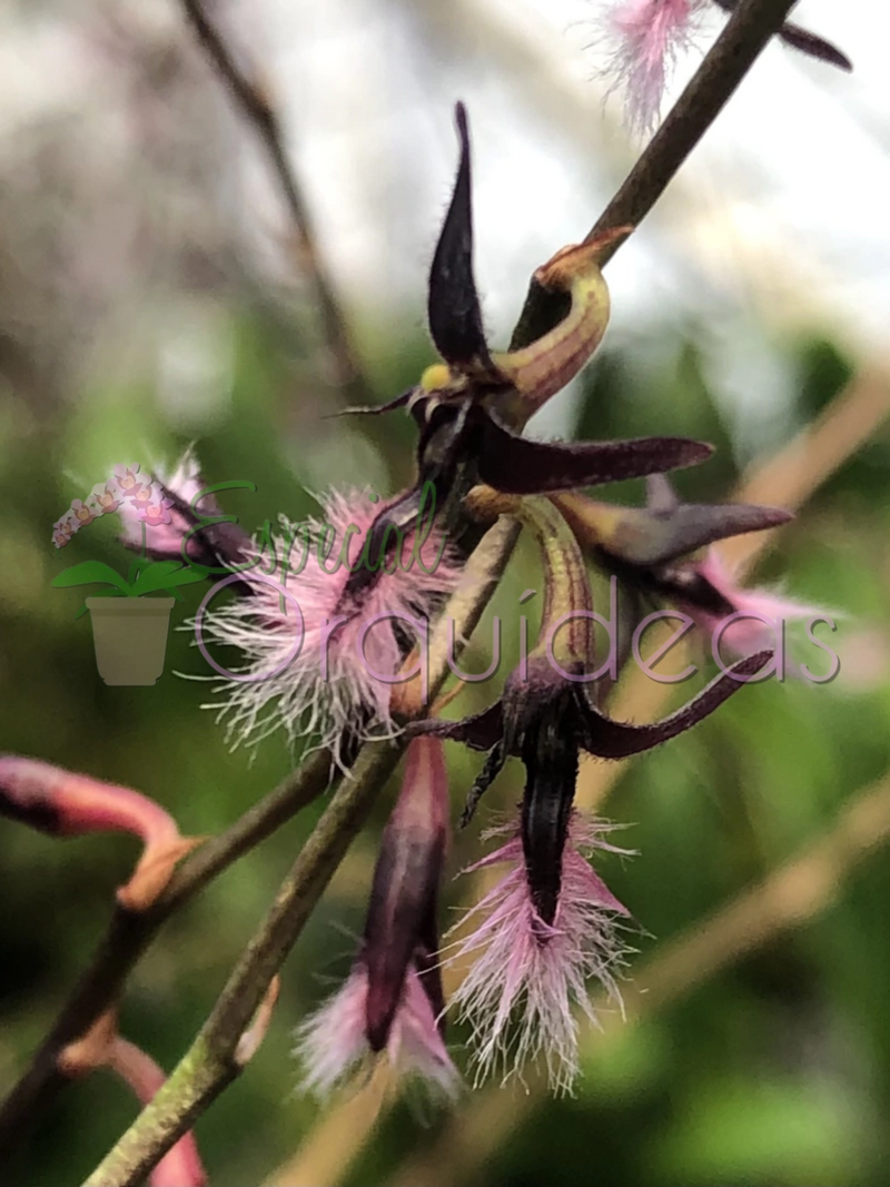 BULBOPHYLLUM MINIATUM