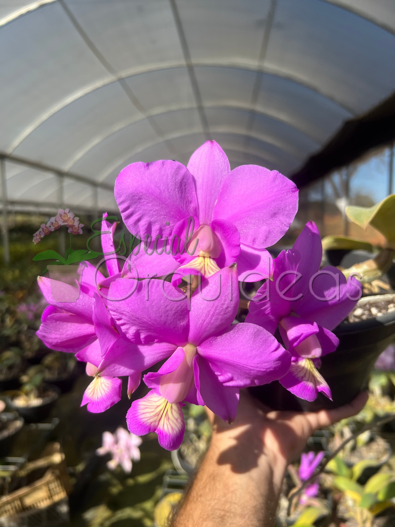 CATTLEYA NOBILIOR TIPO (NA CUIA)