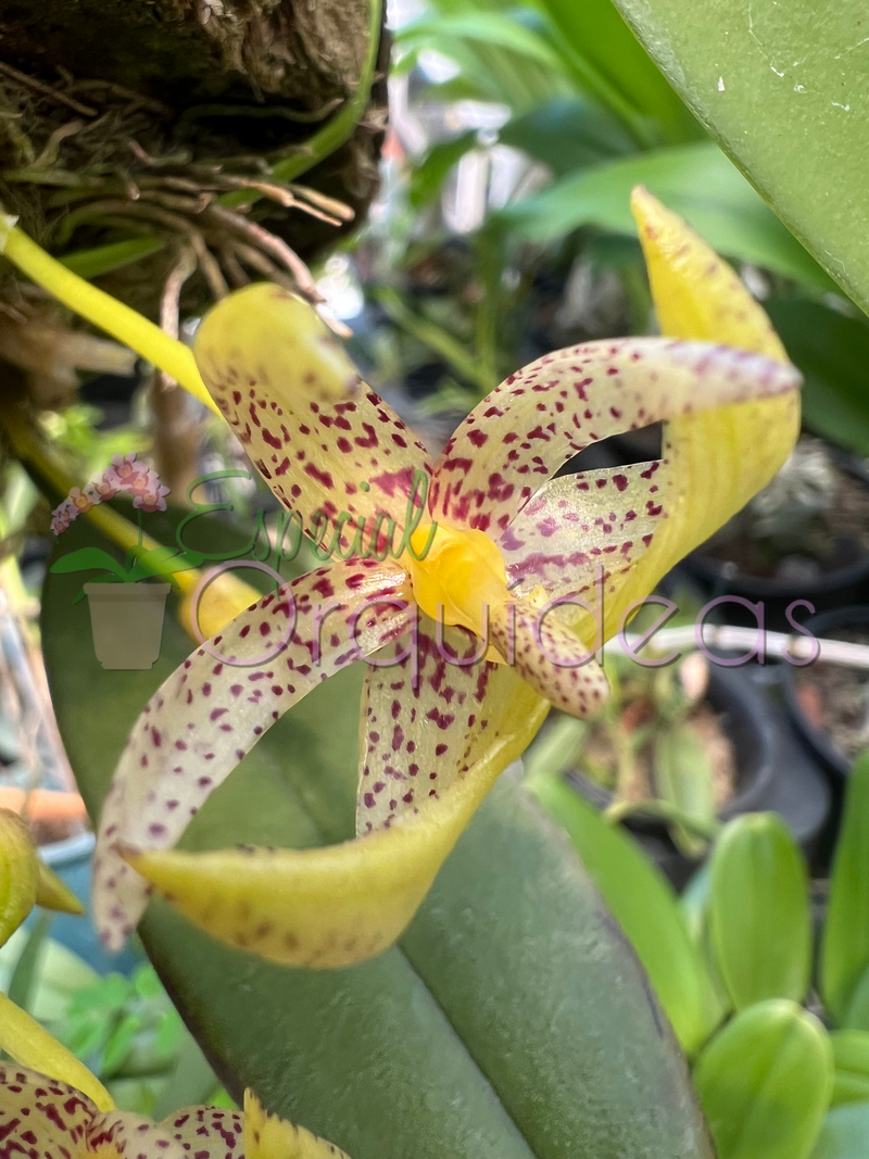 BULBOPHYLLUM BAILEY