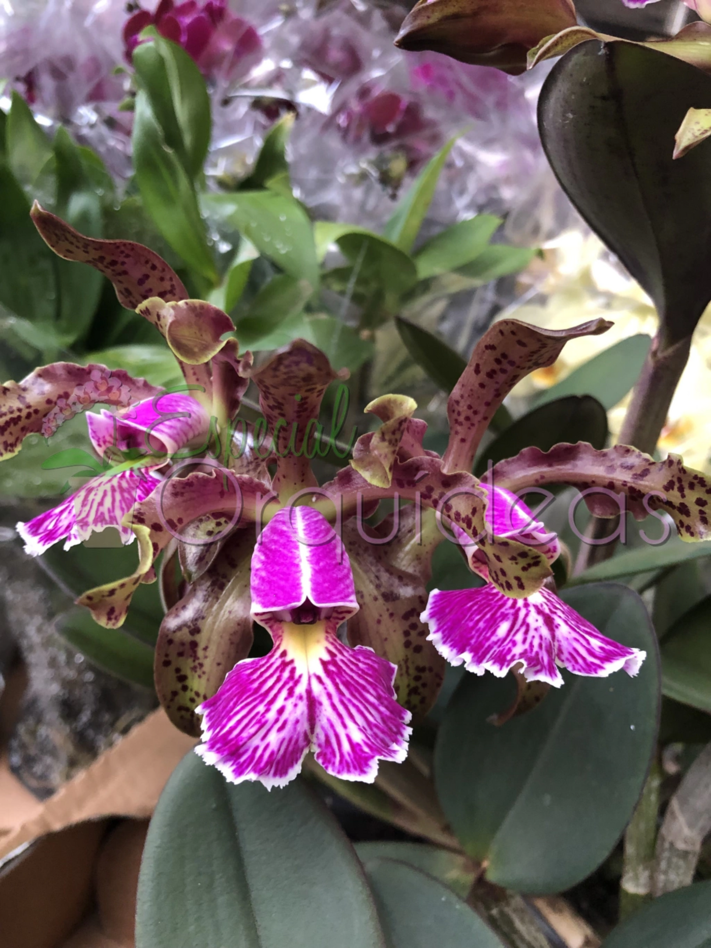 CATTLEYA SCHILLERIANA TIPO