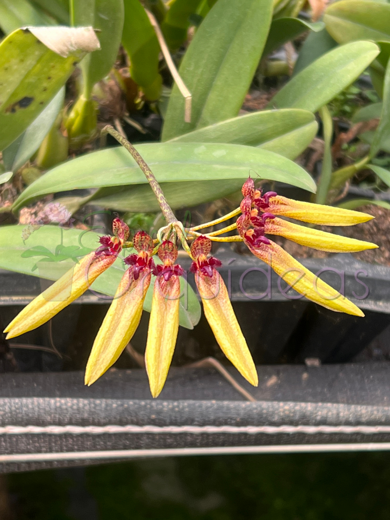 Bulbophyllum picturatum linda com carinha de inseto